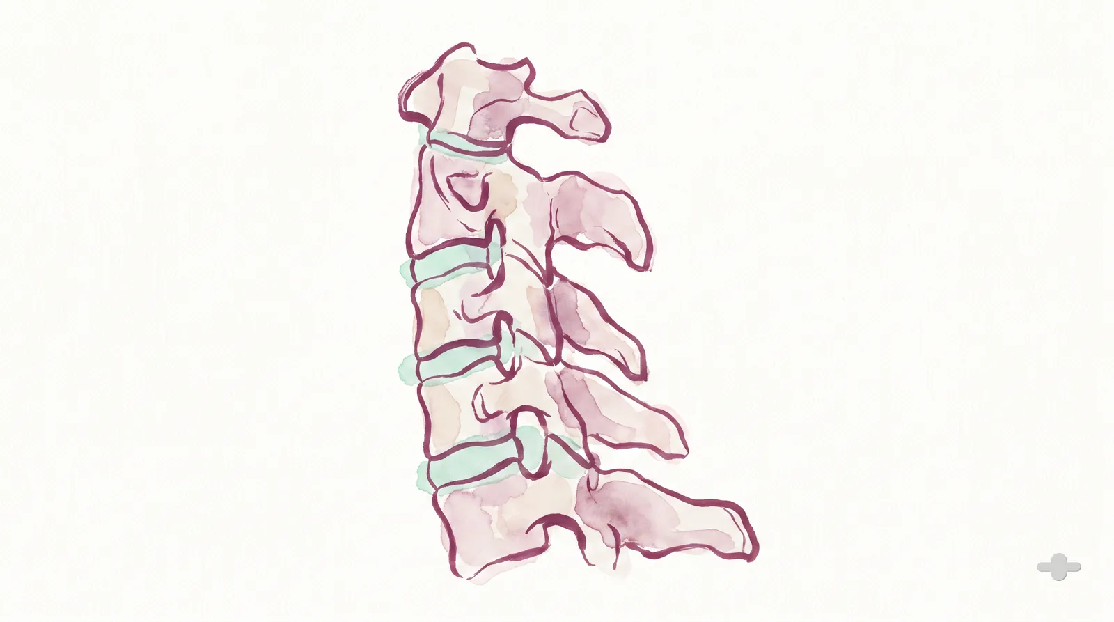 Ink-and-wash anatomical study of the cervical spine from the side