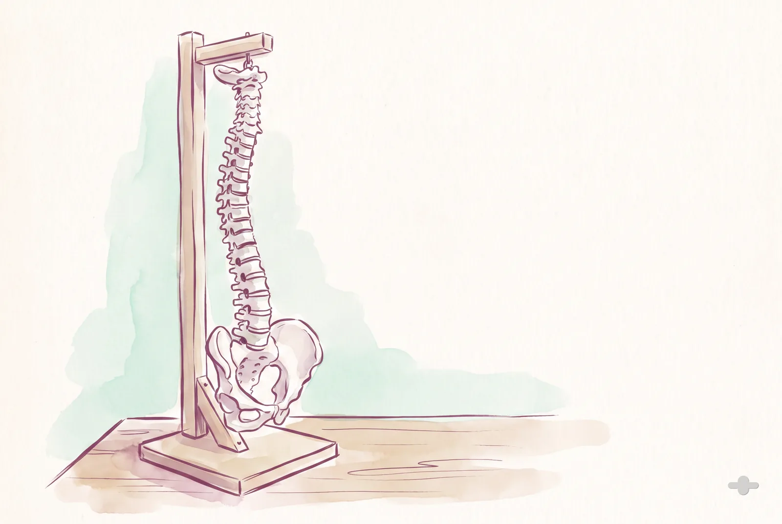 Ink-and-wash study of a spine and pelvis on a wooden anatomy stand