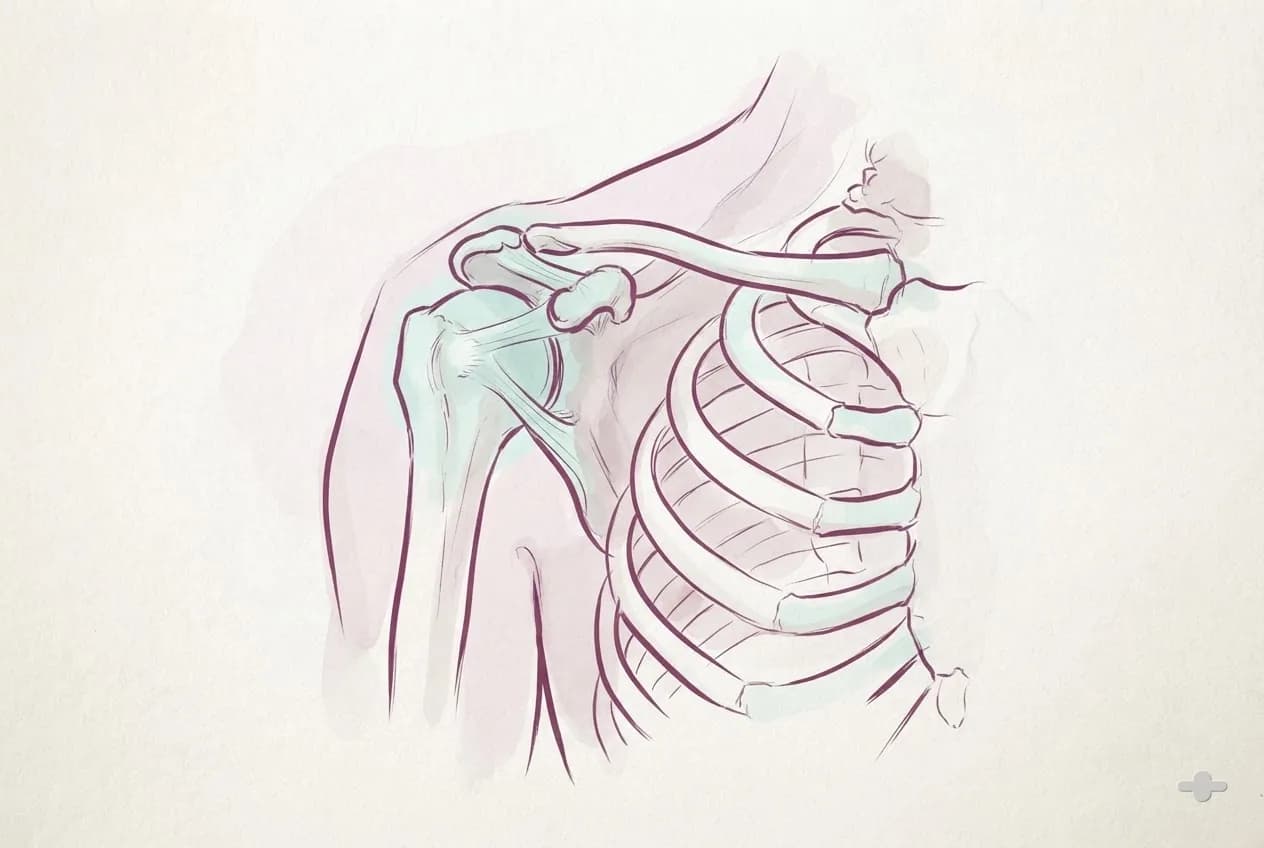 Ink-and-wash anatomical study of the shoulder joint from the front