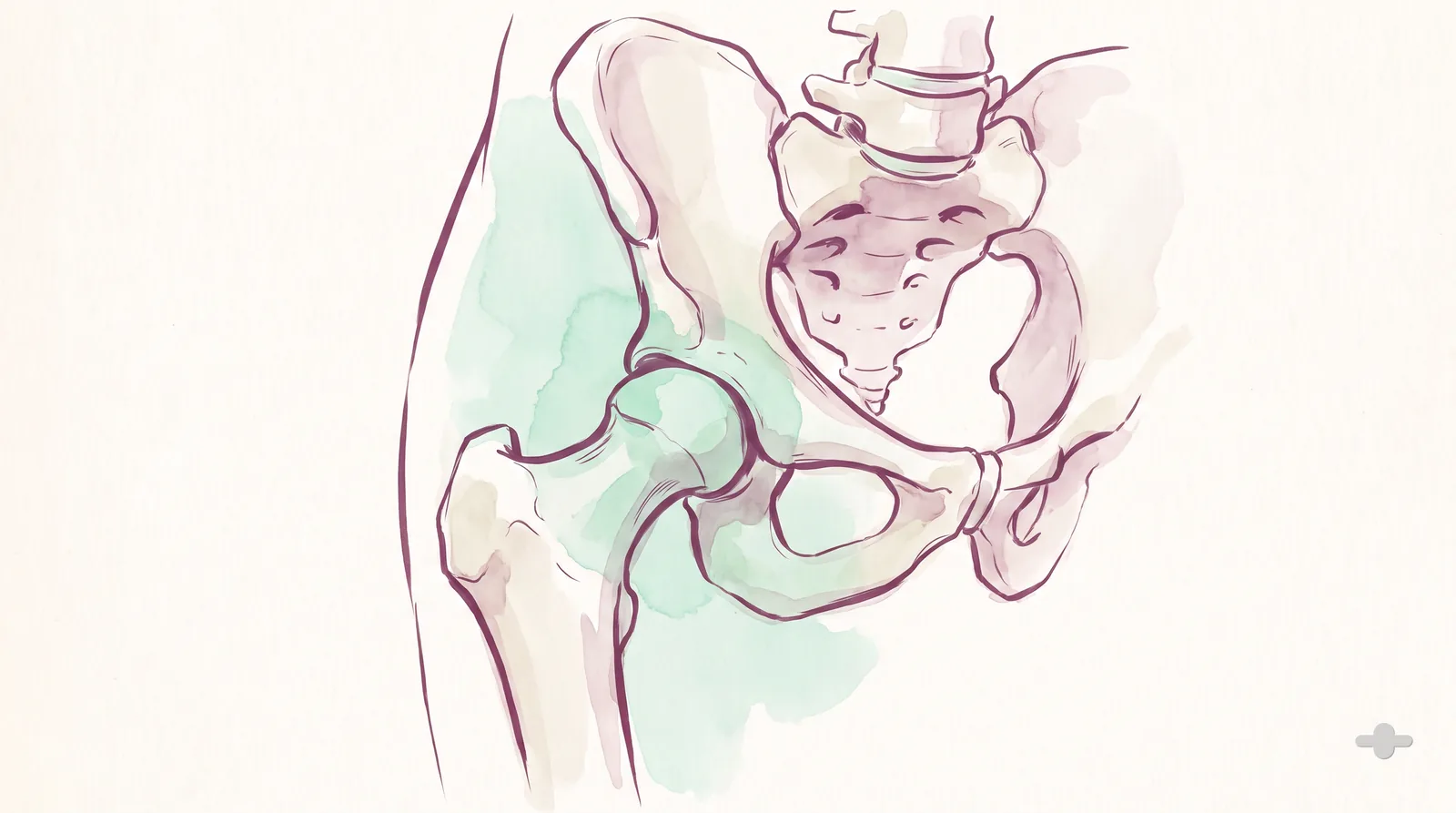Ink-and-wash anatomical study of the hip joint and pelvis from the side
