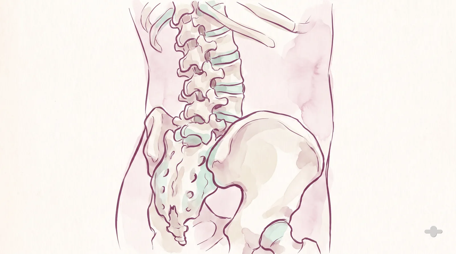Ink-and-wash anatomical study of the lumbar spine from the side