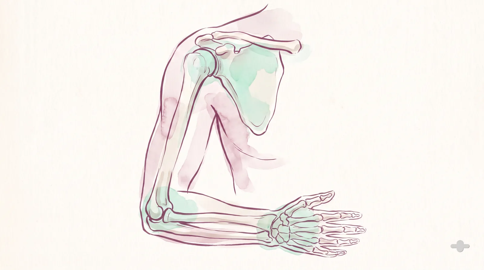 Ink-and-wash anatomical study of the shoulder, elbow and wrist